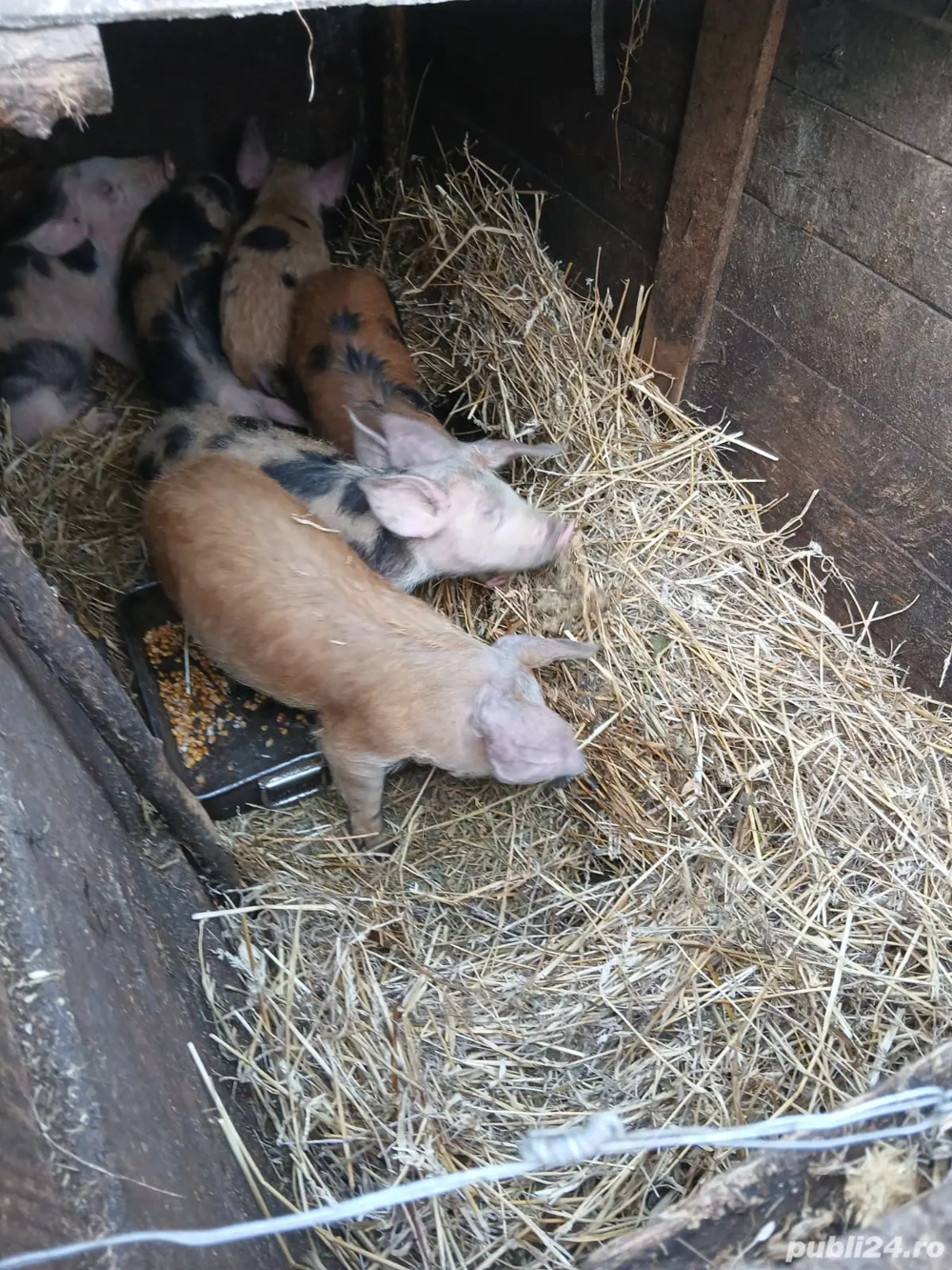 De Vânzare 6 purcei castrați vacinați mânca orice bobe făină etc preț 300 lei bucata 