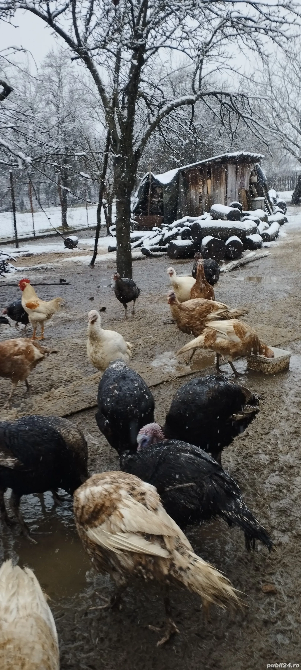 Vând curci și curcani