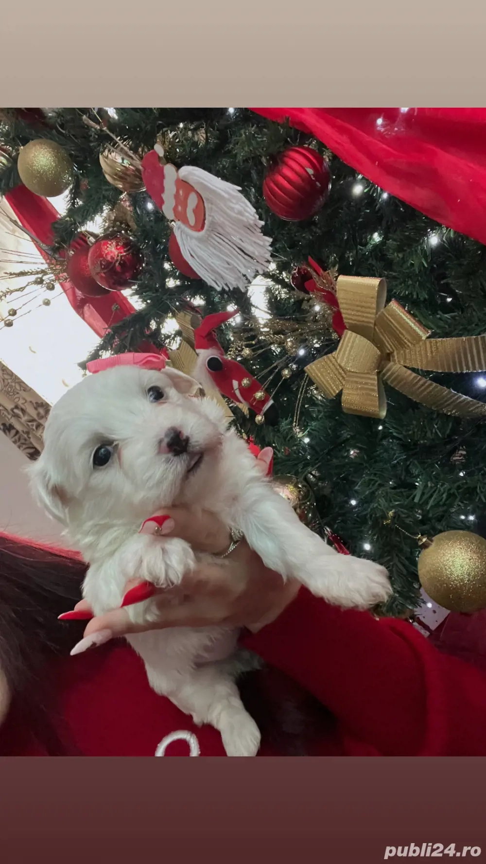 Bichon maltez femela 