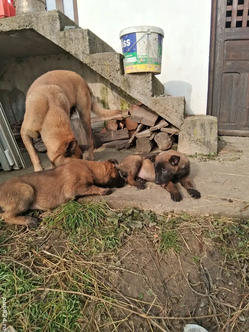 Belgian malinois,2 femele, 2 luni jumătate, vaccinate, deparazitate, carnet sănătate