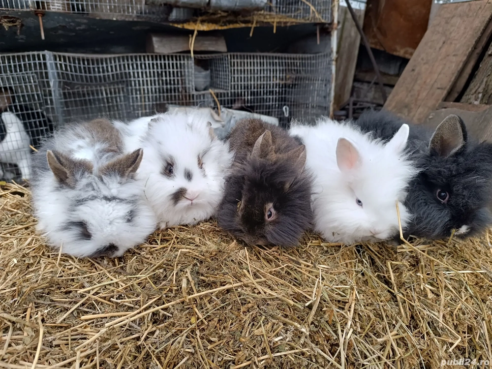 Vând pui iepurasi cap de leu pitici