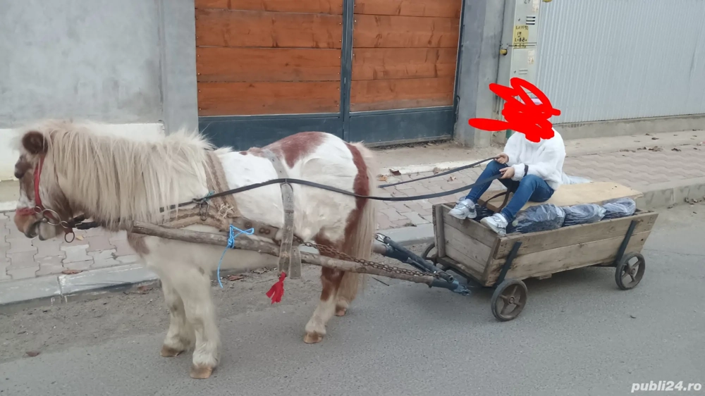 Poneiță de vânzare 