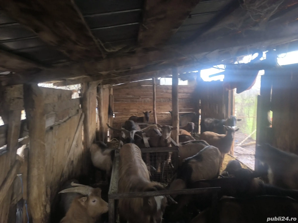 Vand Țapi de sacrificiu, și de rasă.