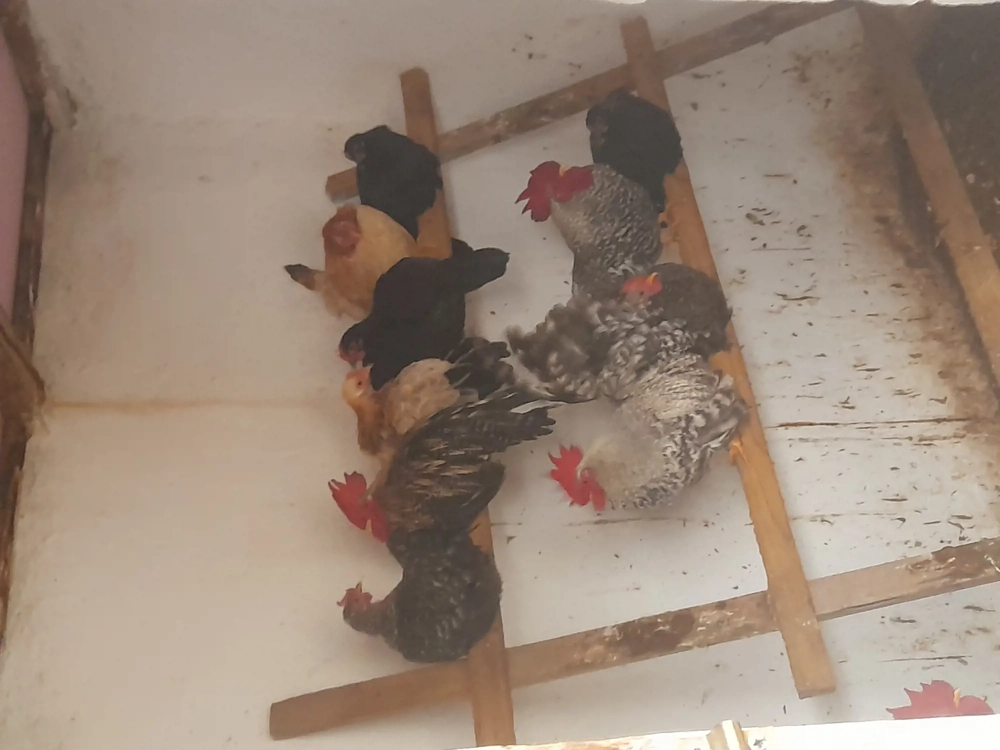 De vânzare gainuse pitice chabo sau accept si unele schimburi 