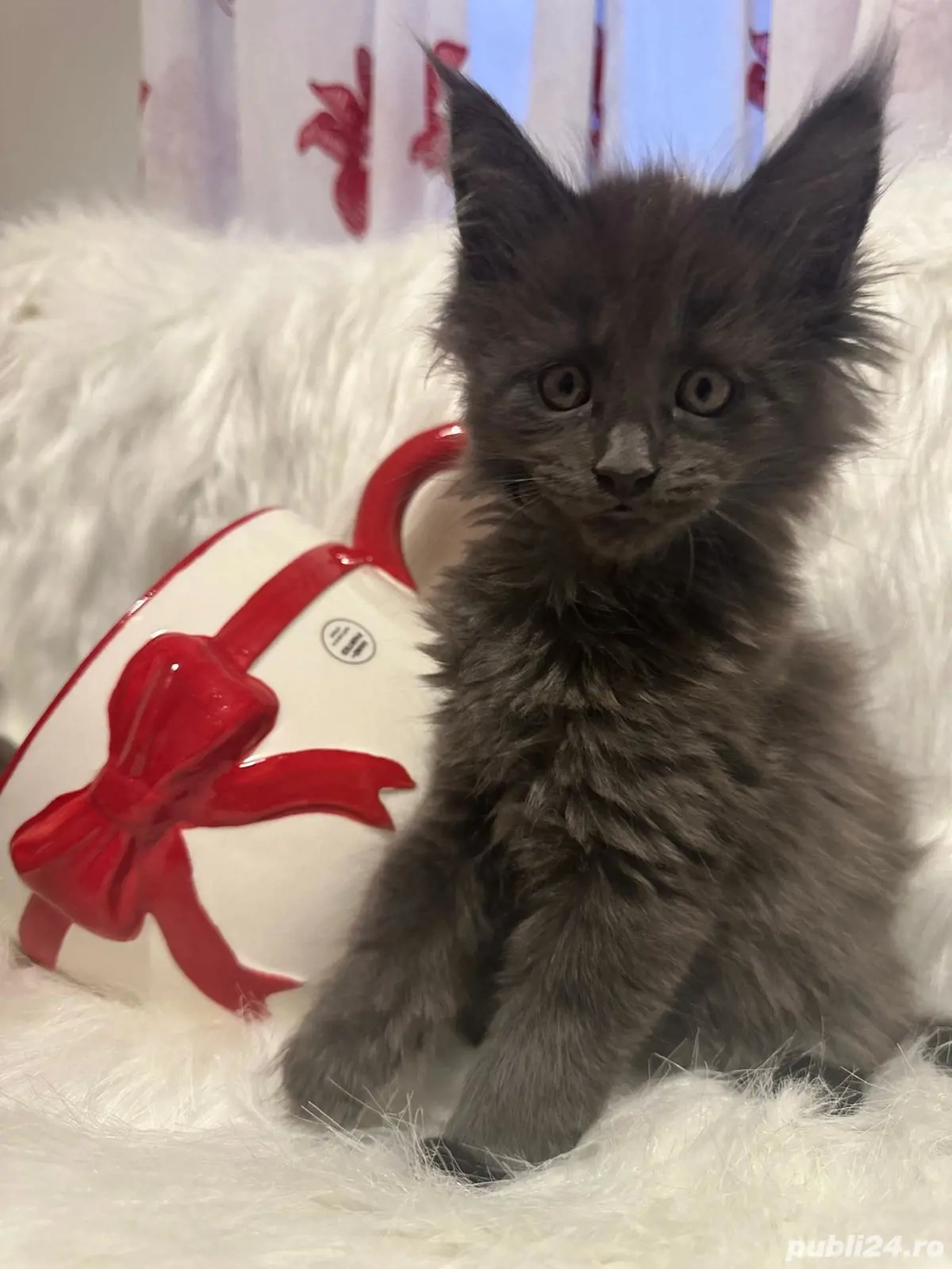 Fetita Maine Coon Pedigree 