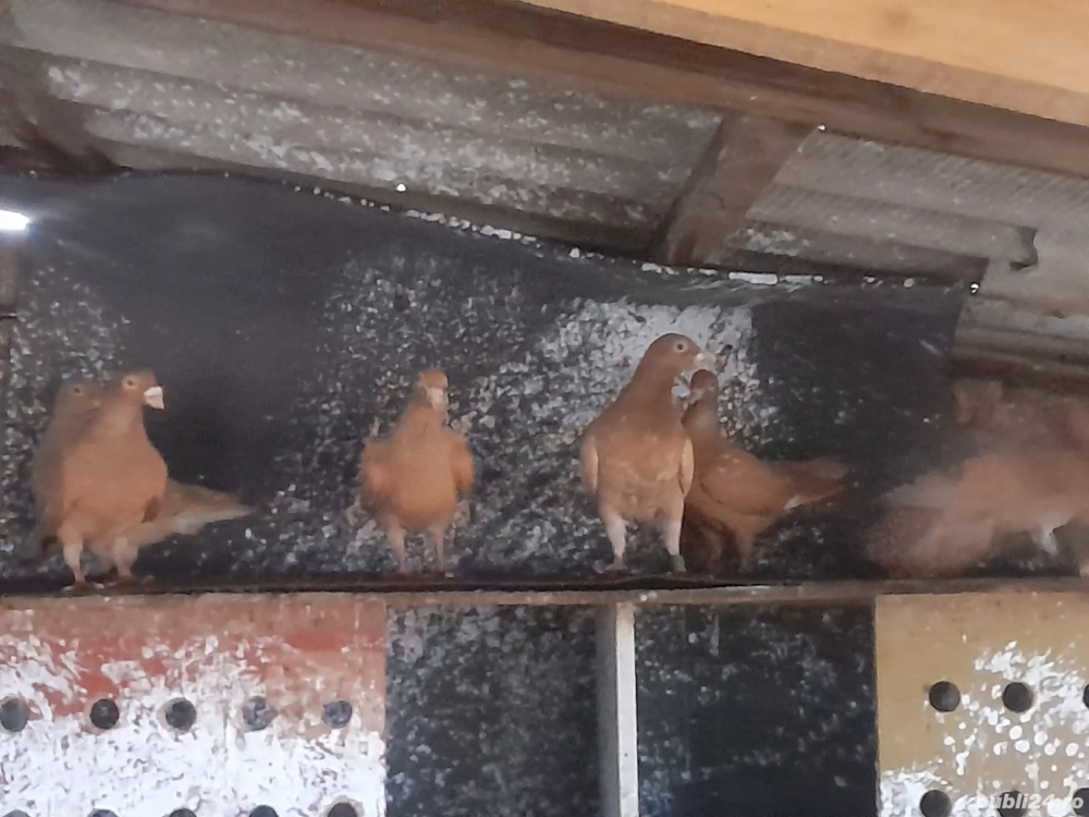 De vânzare voiajori albi și galbeni si o pereche de kingi 