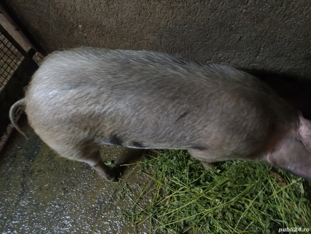 purcea pietran 55 -60kg