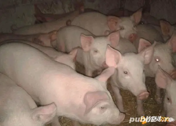 Vand purcei rasa marele alb cu landras