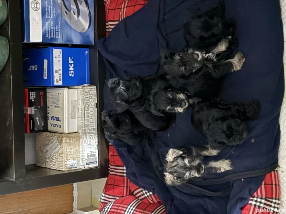 Vând Schnauzer pitic