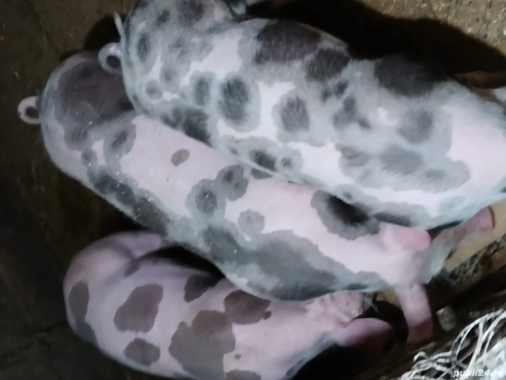 purcei pietrani de vânzare 