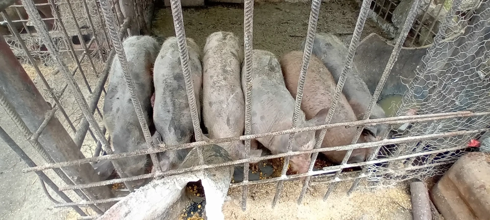 Vand purcei Duroc&pietrean 50kg+-