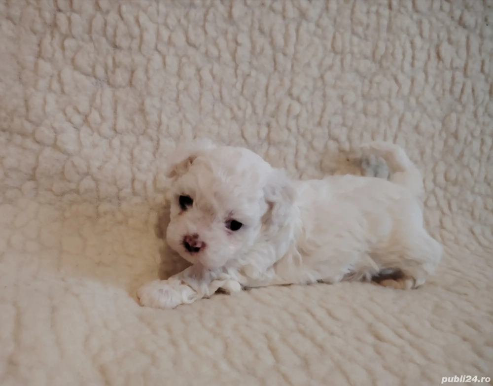 Bichon Maltez talie mică 
