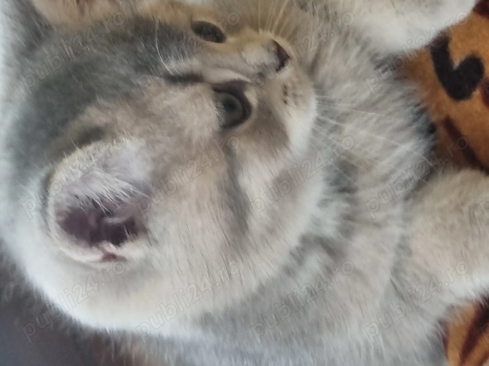 BSH, mama blue, tatal golden