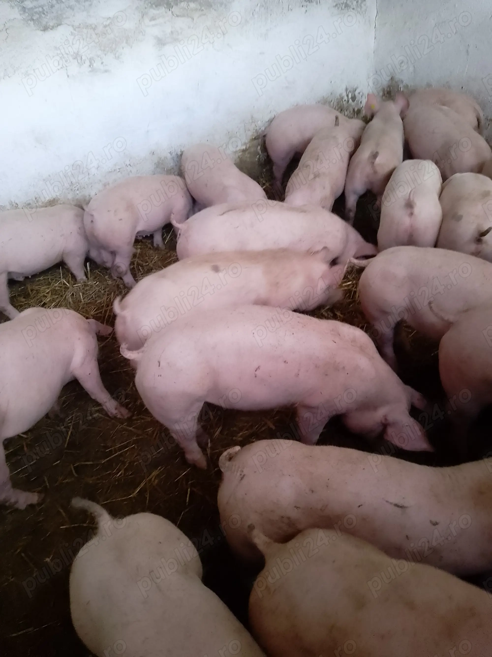 Purcei de carne frumoși 