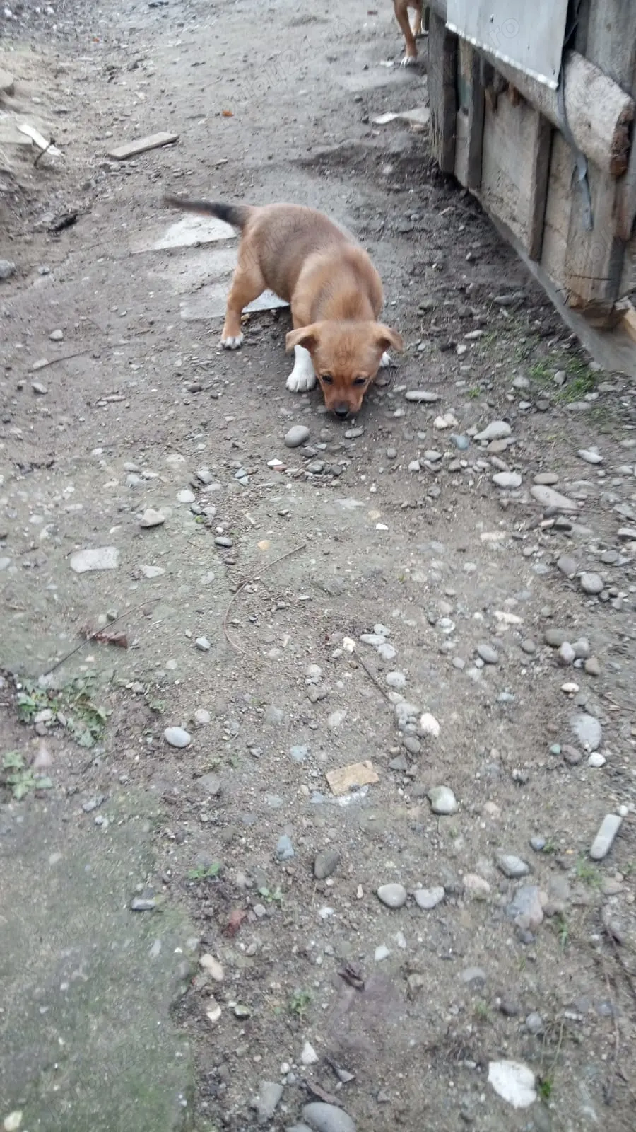 *   Donez cu drag doi cățeluși adorabili , au 3 luni sunt de talie mică !     *  