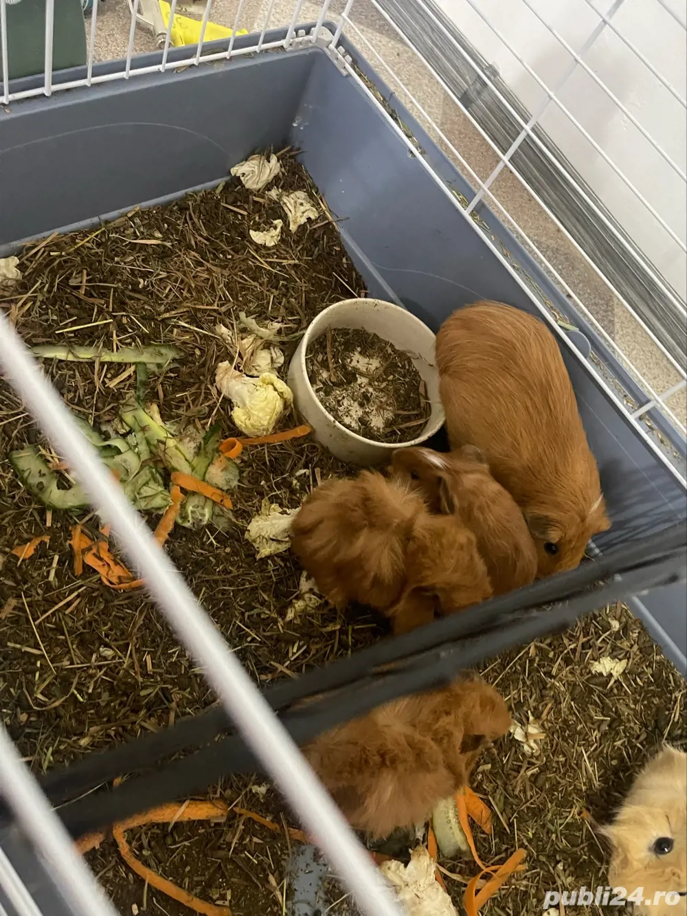 Donez porcusori de guineea