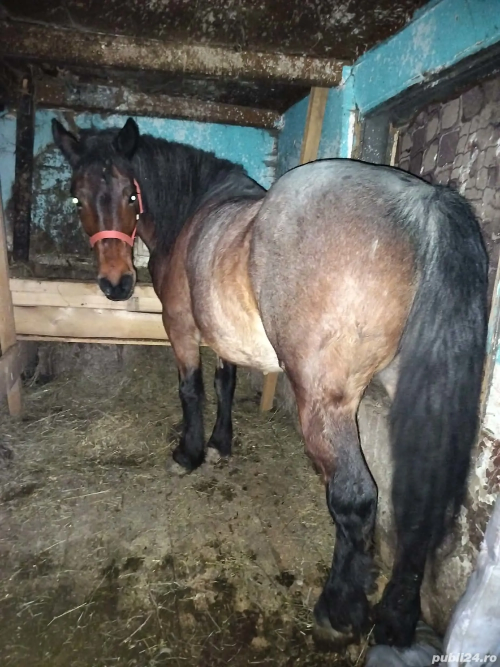 vand iapa gestabta in 8 luni 