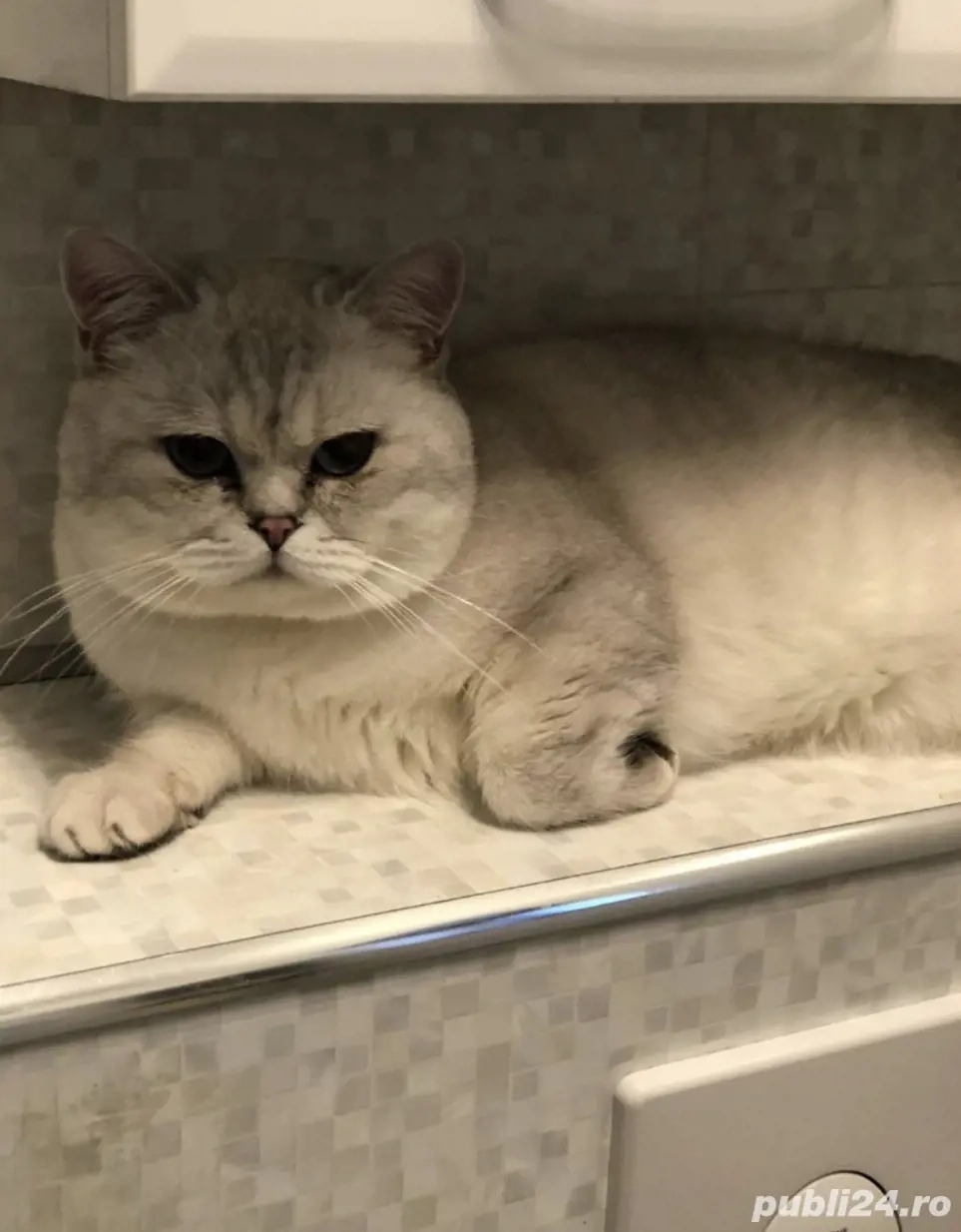 Motănel de vânzare 