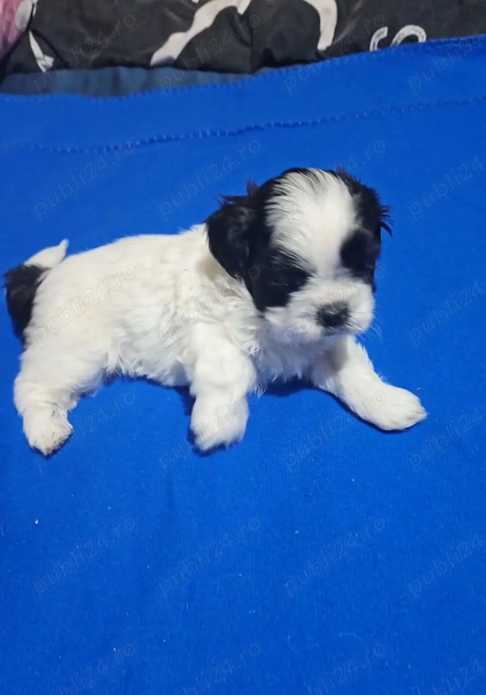 Shih tzu baietel de vanzare
