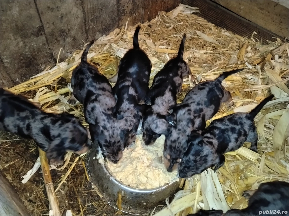 Căței tekel arlechin