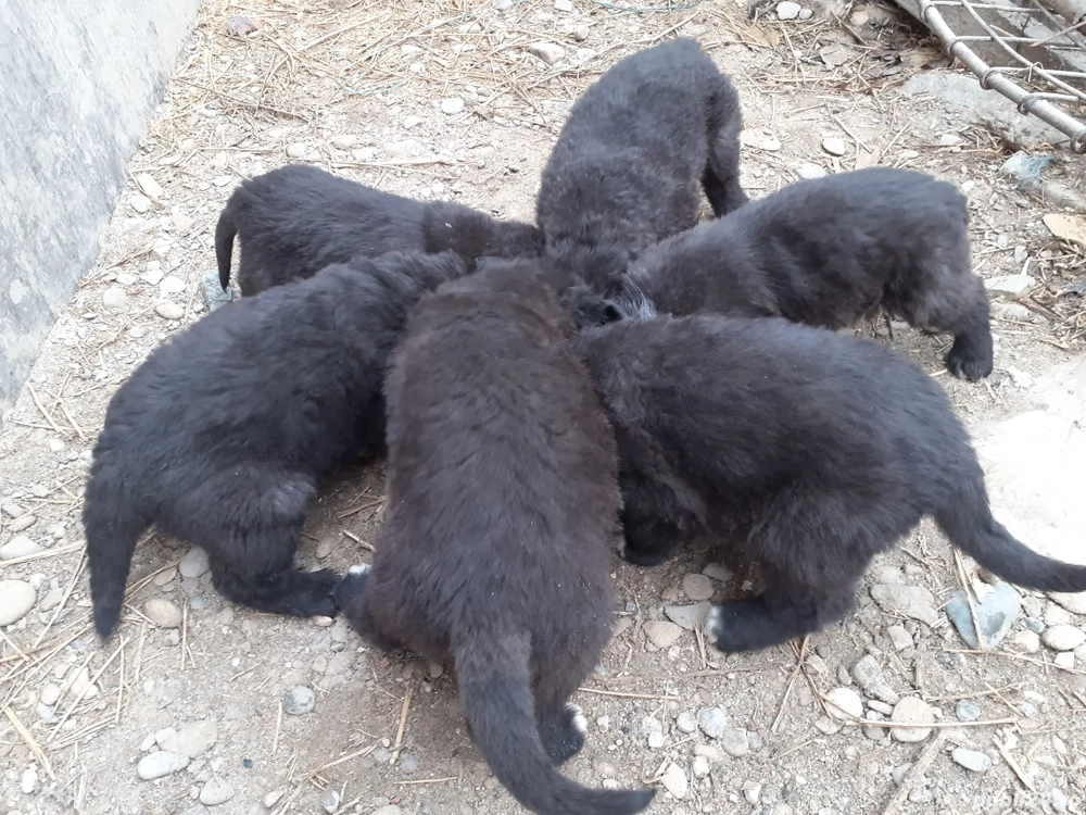 Ciobanesc corb pui vaccinați 