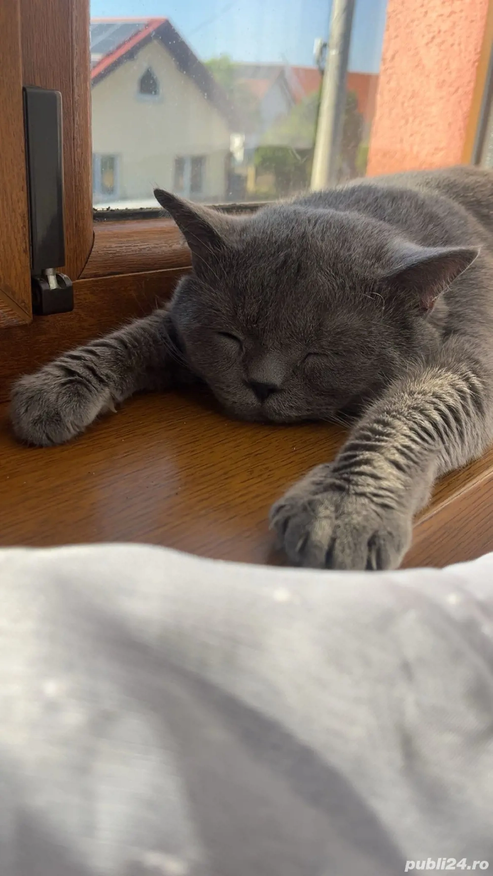 Pisici British de vânzare