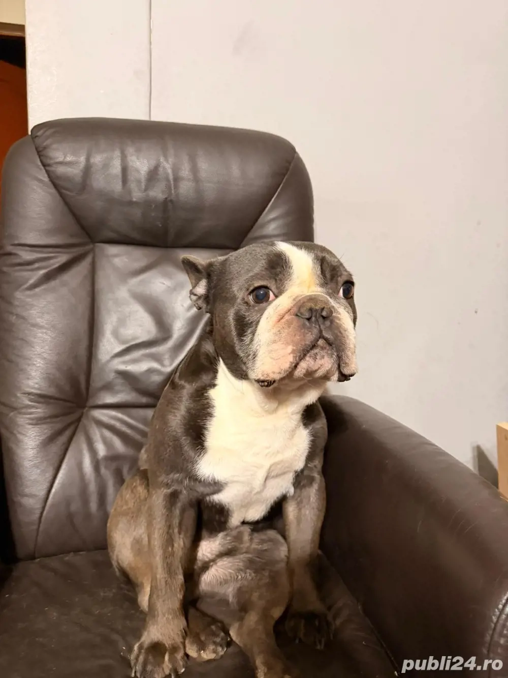 Bulldog Francez de vânzare