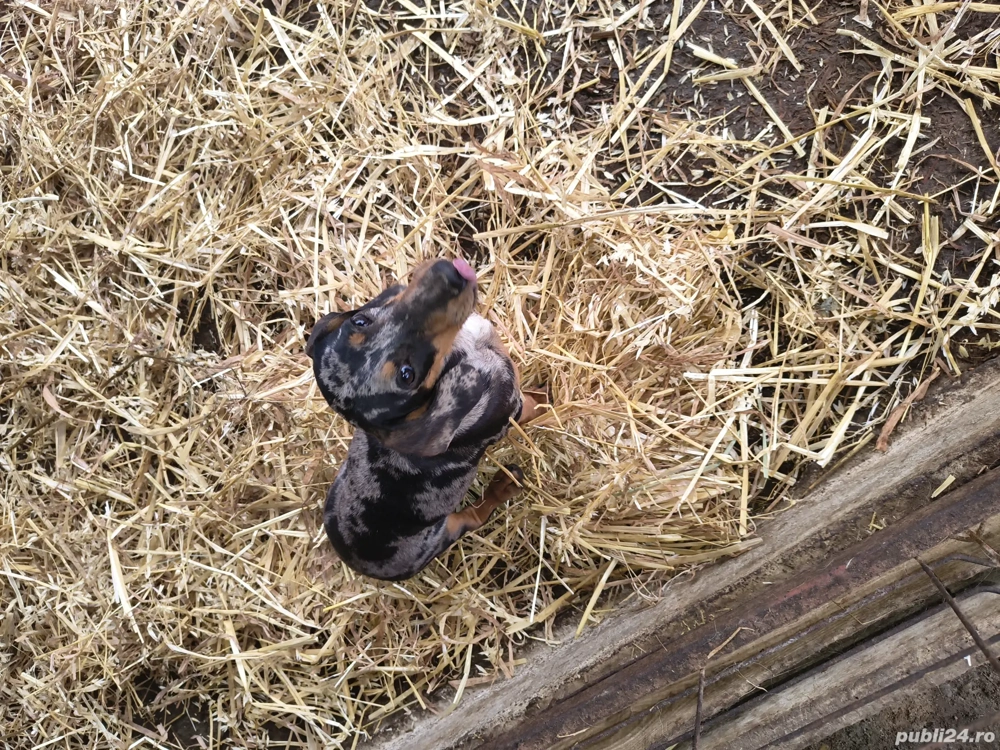 mascul teckel de vanzare