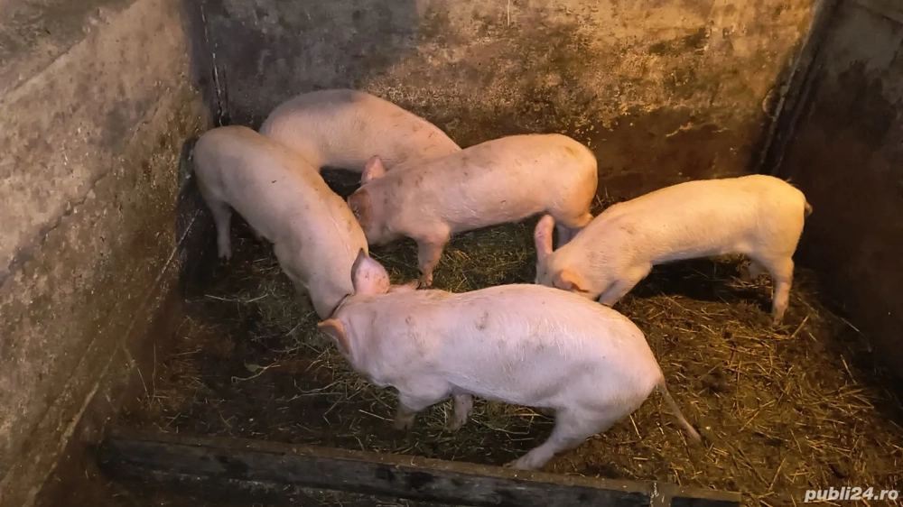 Șoldani de 12 săptămâni rasa de carne