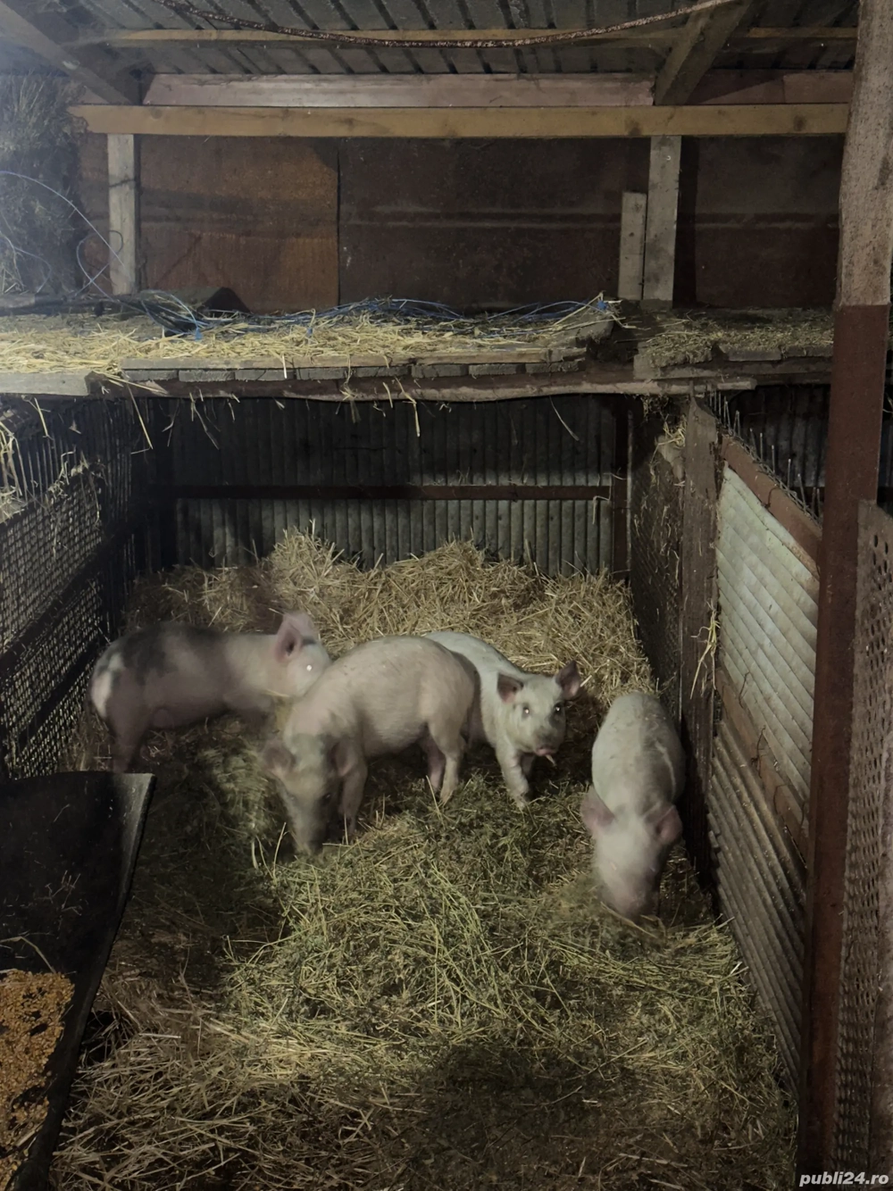 Porc de vanzare ...... 