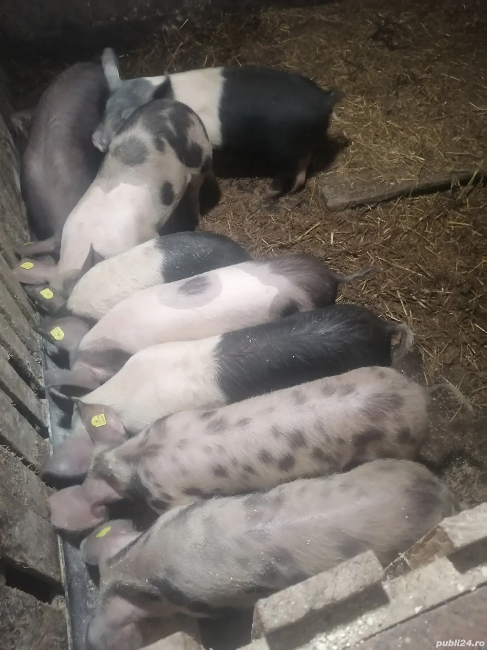 Vând porci  de 3 luni și de 4 luni