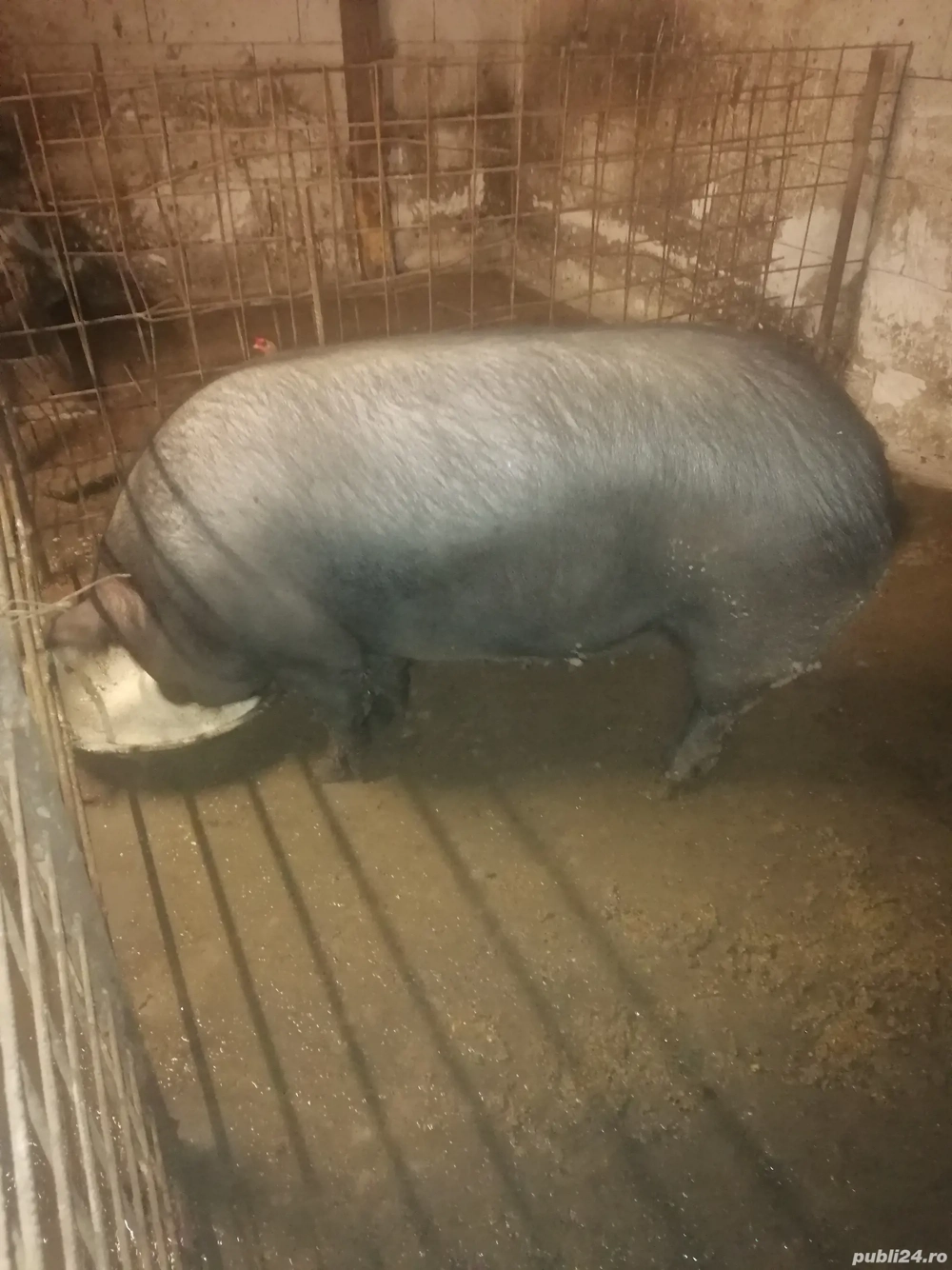 Vând porc sau schimb cu juninca tauras