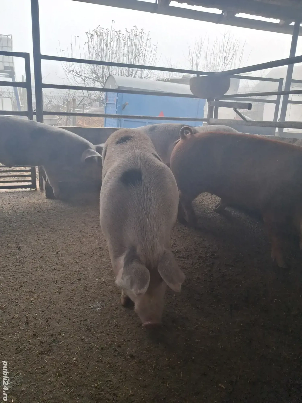 de vânzare 5 masculi  80..110 kg rasă duroc și petrean 