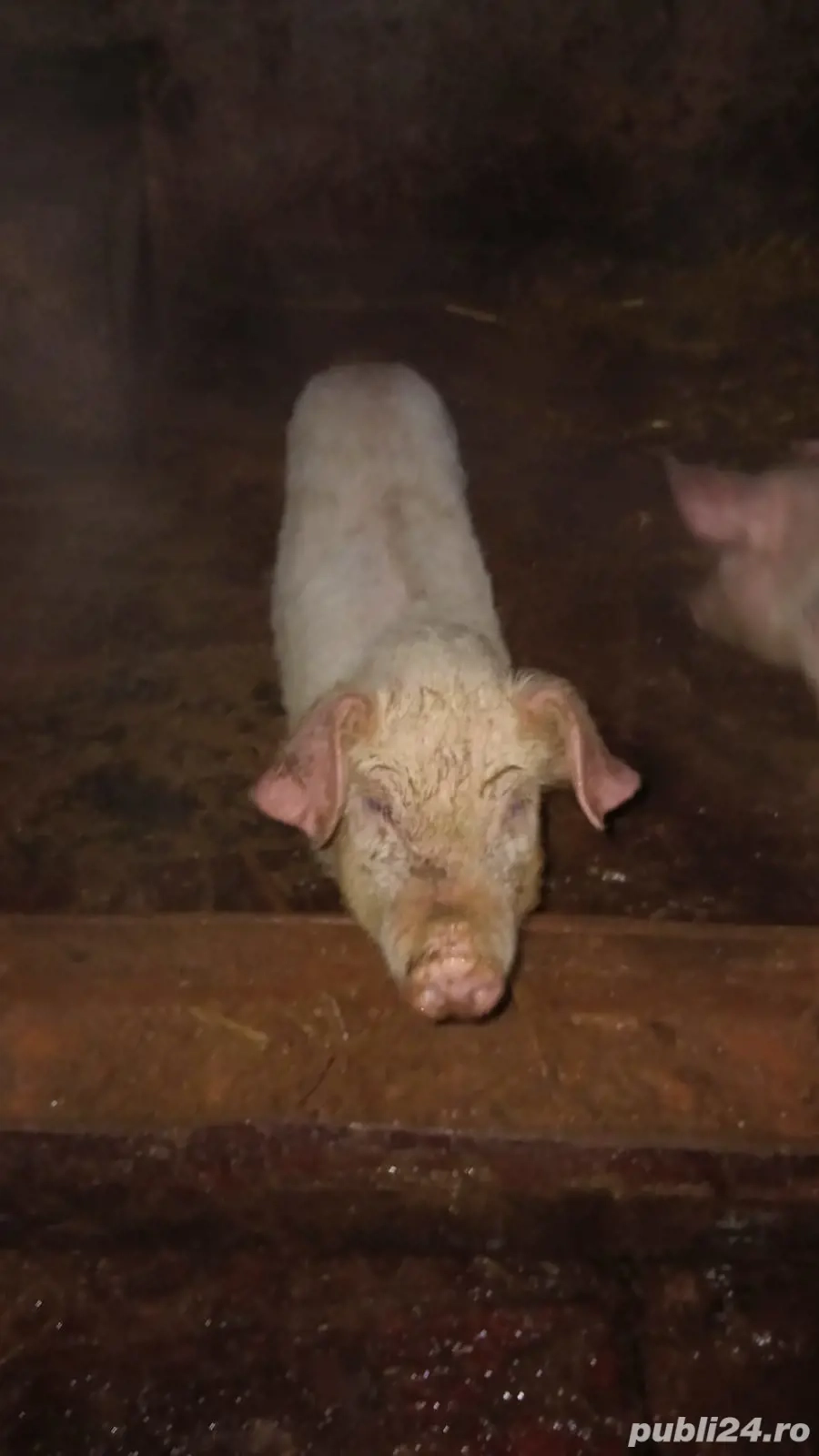 schimb purcel 40 45kg