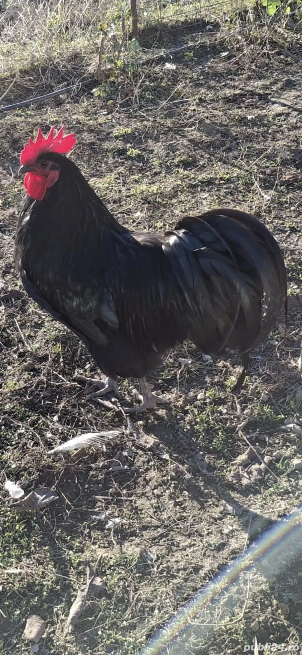 vand cocosi australorp .