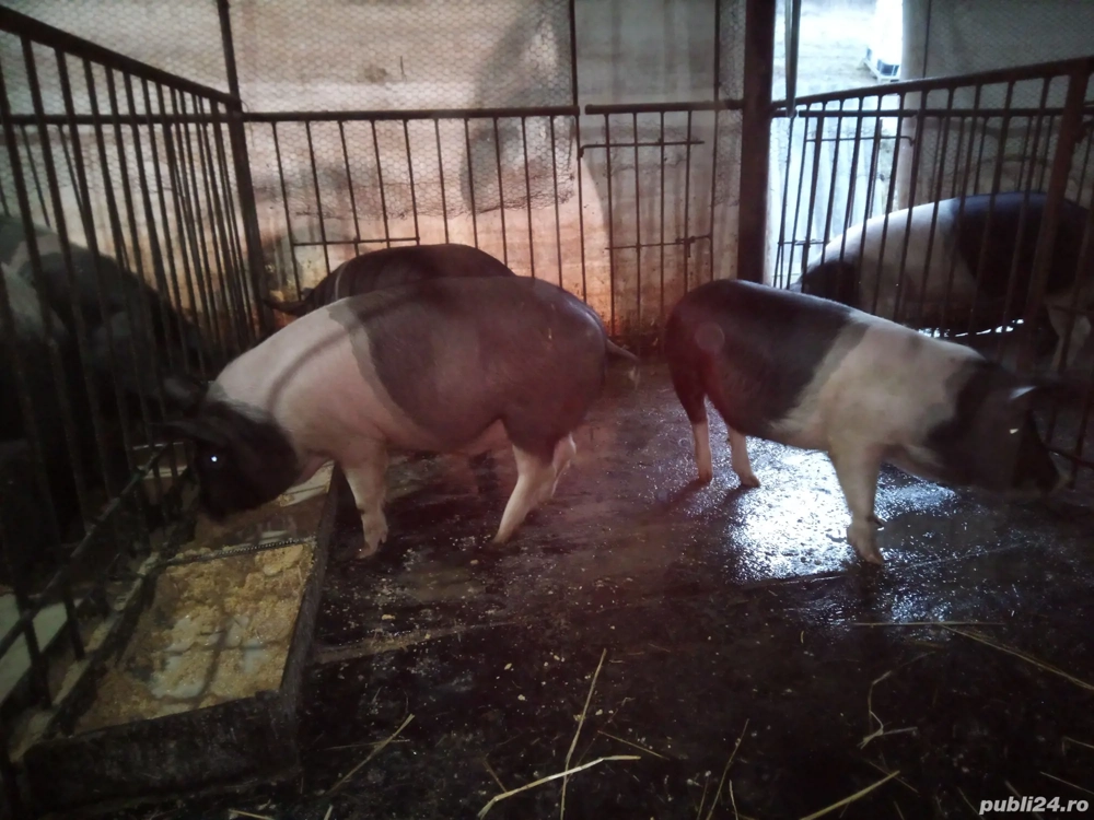 vând porci bazna 