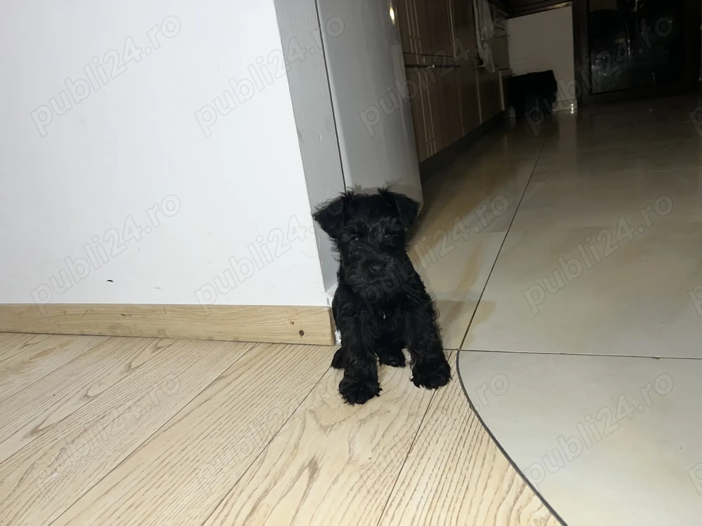 Vand Schnauzer Pitic