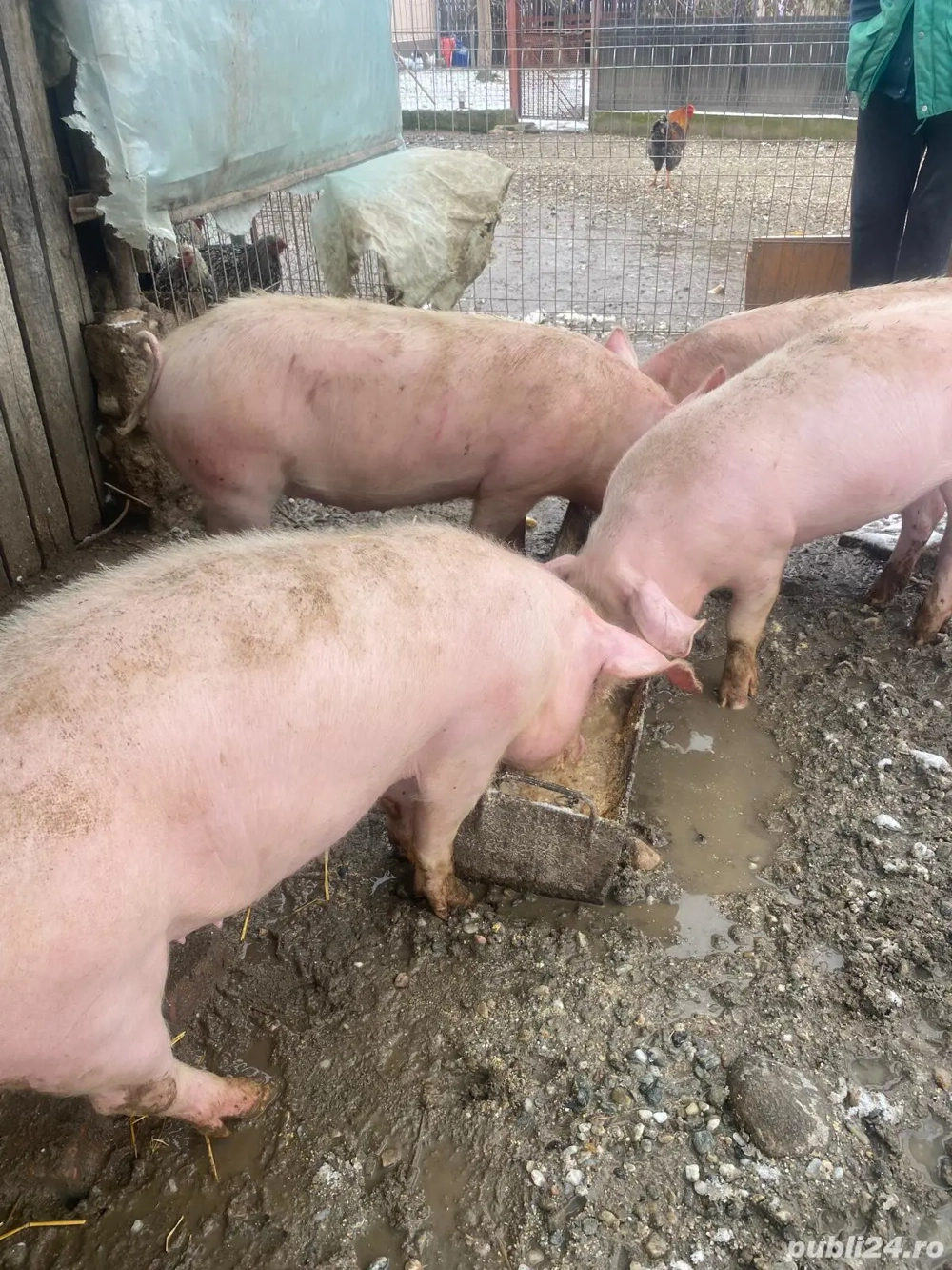 Purcei de vanzare 