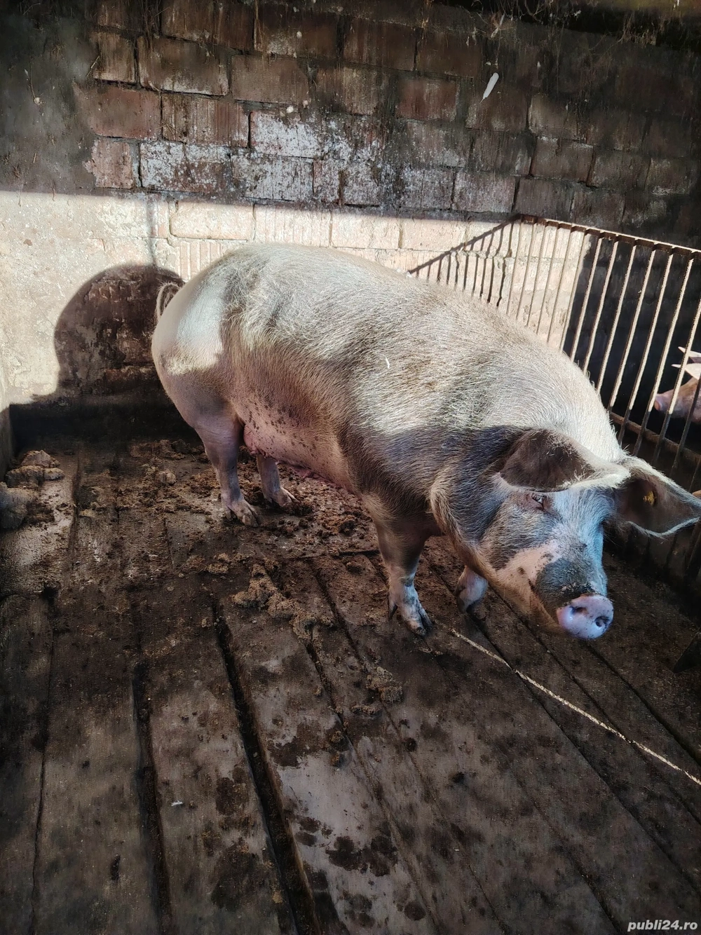 Purcea de vânzare se poate vedea in Păușești Otasau jud Vâlcea relații la Nr de telefon 