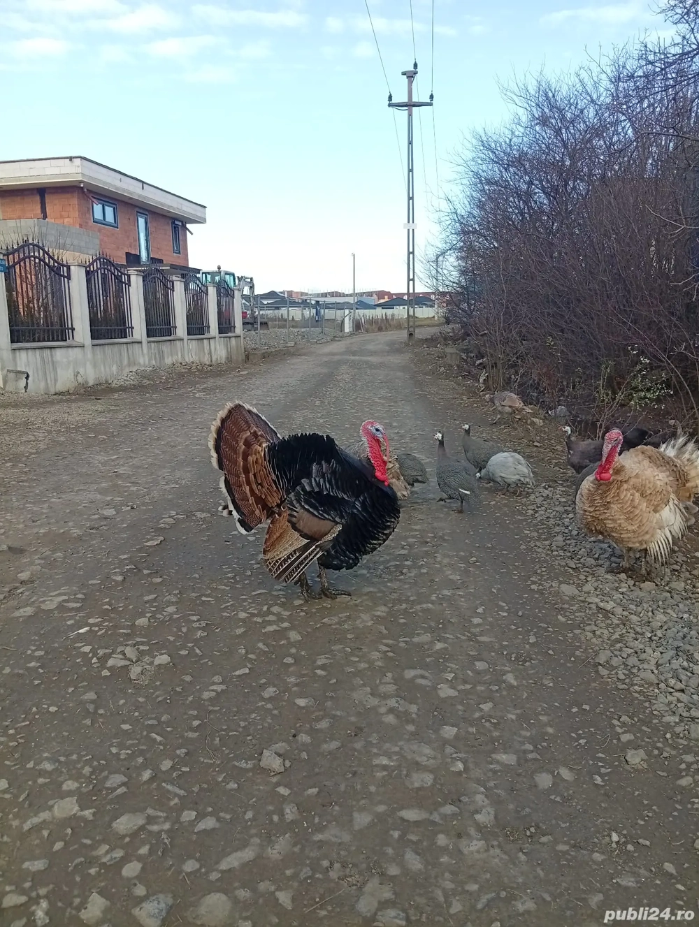 Vând curcan tânăr 40 lei kg viu