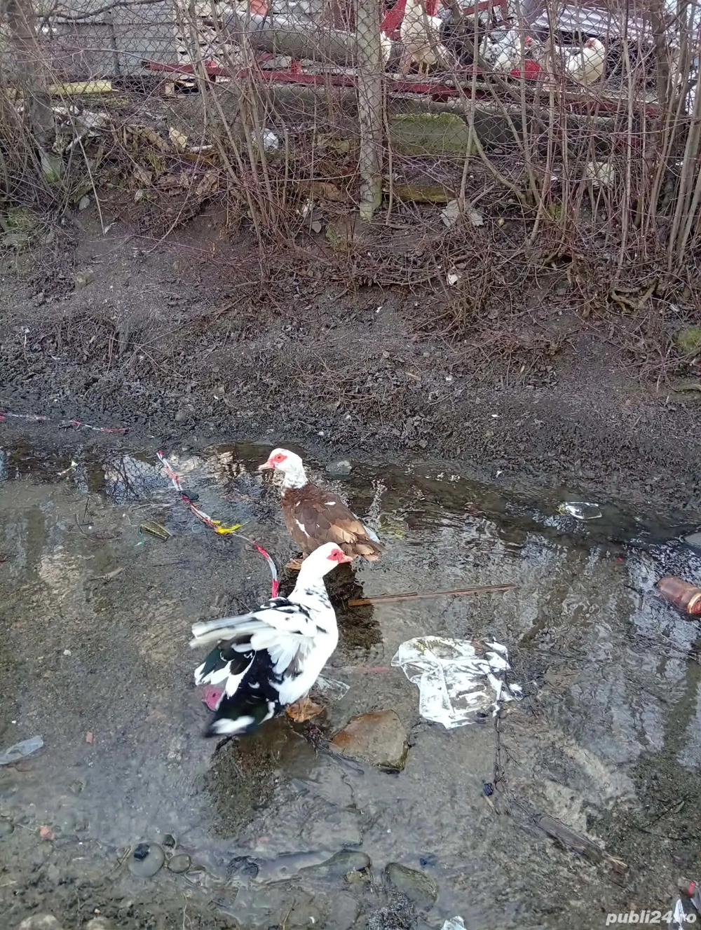 Vând 5 rațe mute și un rățoi 