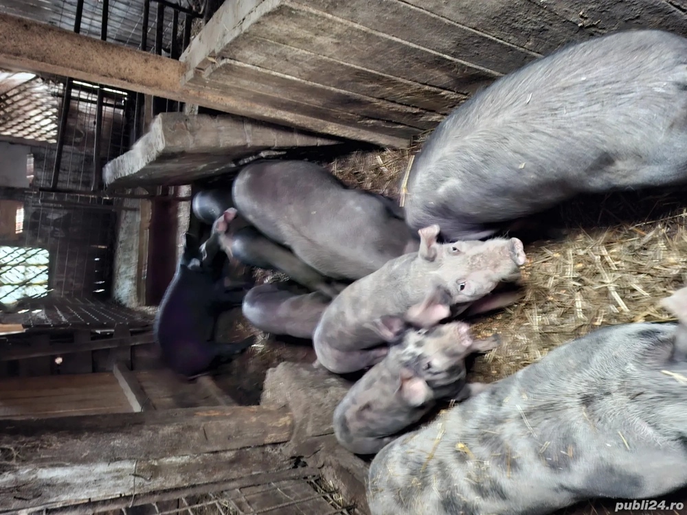 purcei soldani si porci