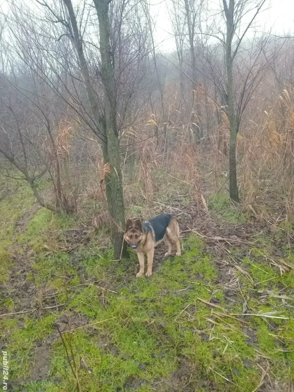 femela ciobanesc german !
