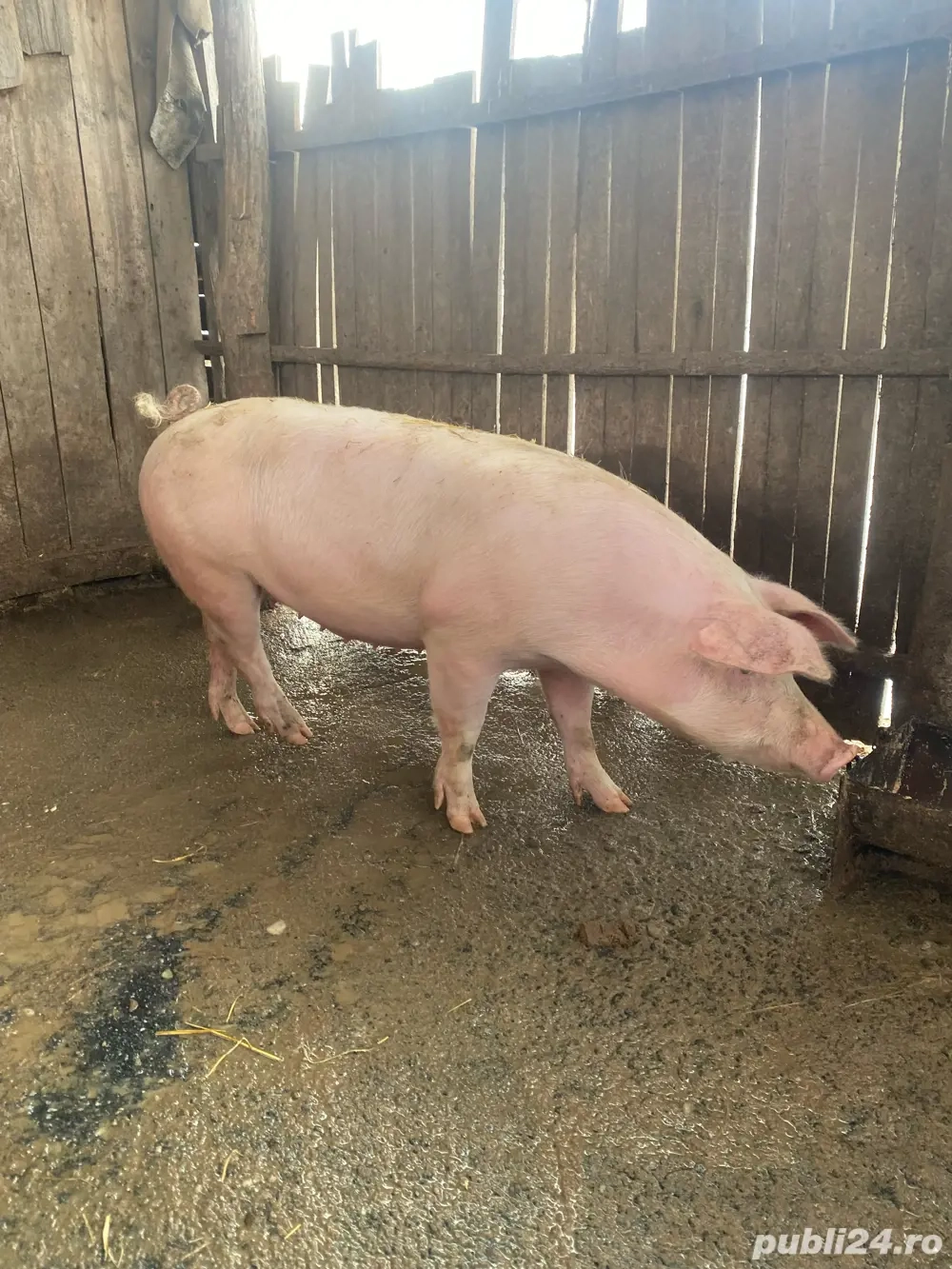 vand purcea pentru monta sau taiere