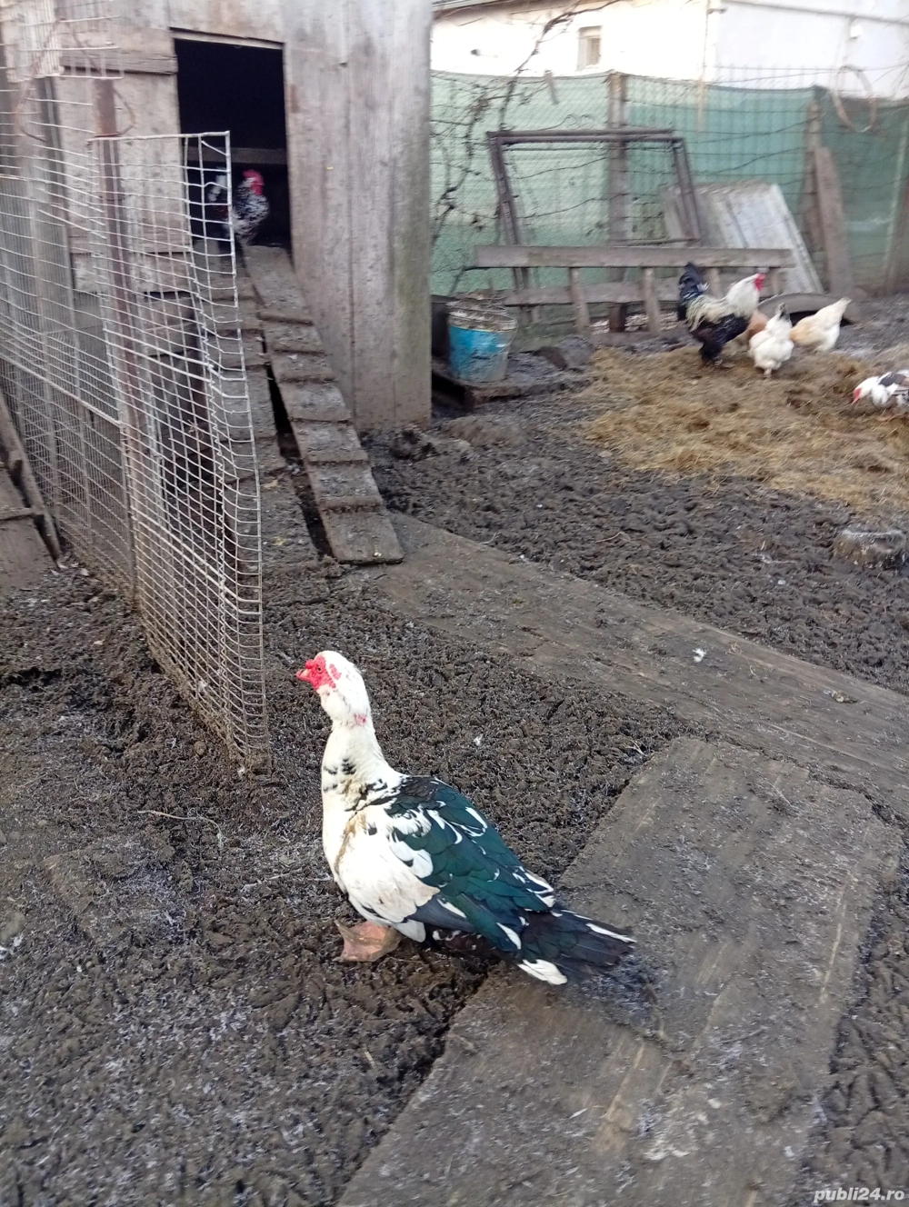 Vând 5 rațe mute la 80 lei  buc. și un rățoi la 100 lei