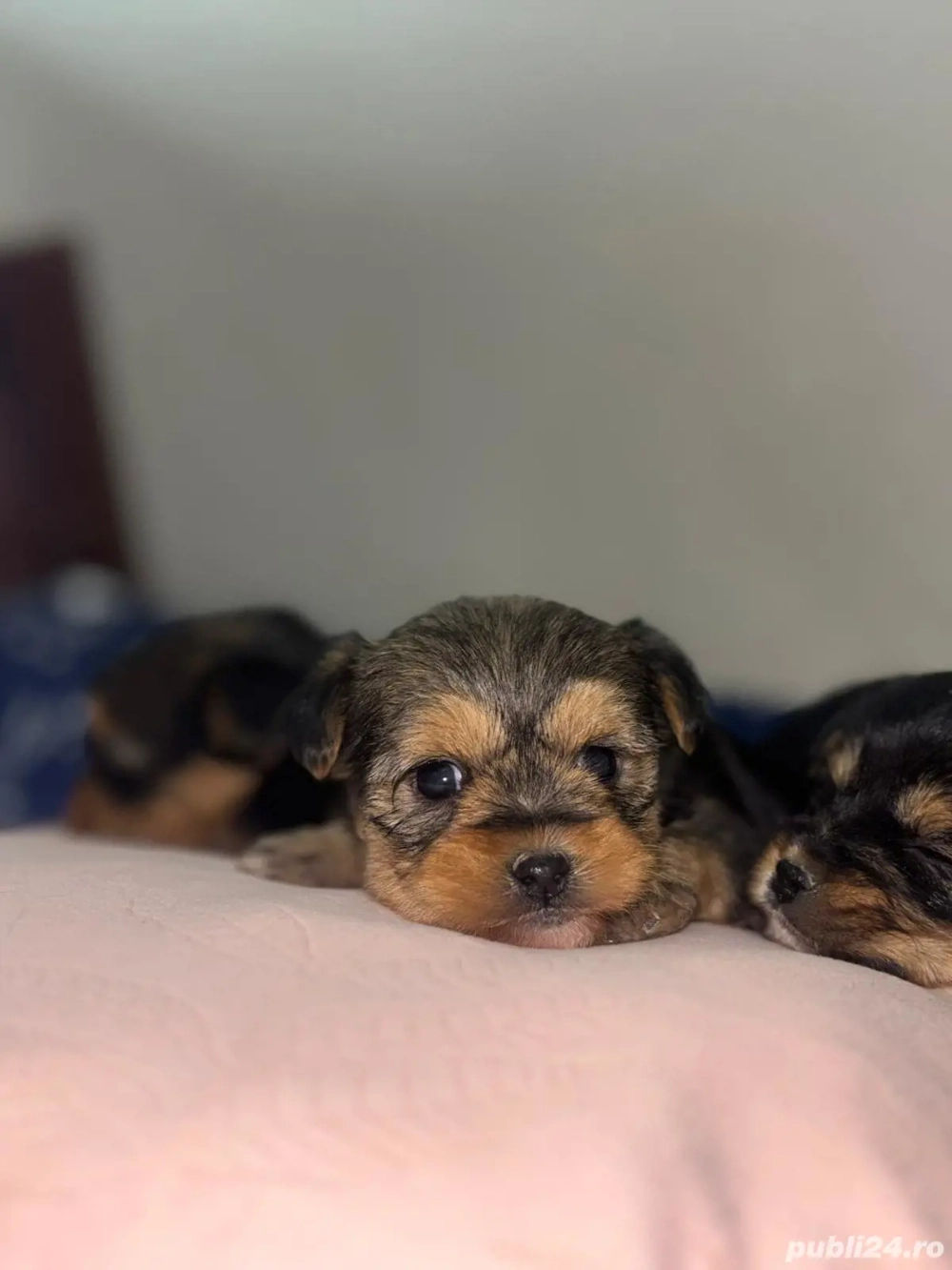 York shear terier in