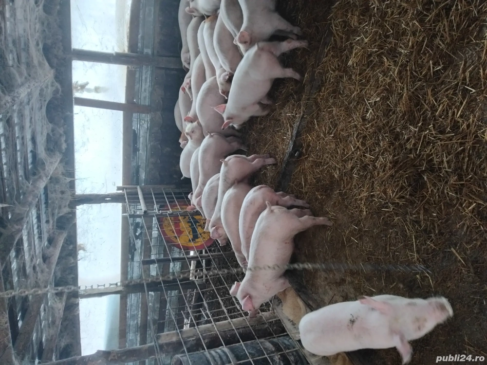 Vand purcei rasa de carne , de la.20-50 de kg. la cerere se asigura si transport 