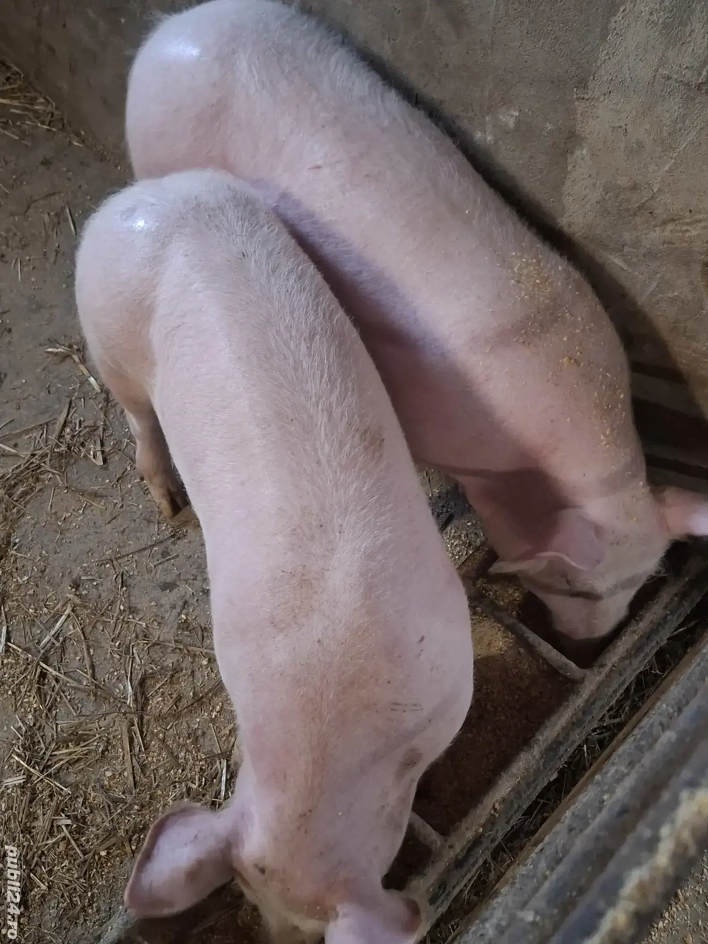 doua scrofite 14 saptamani