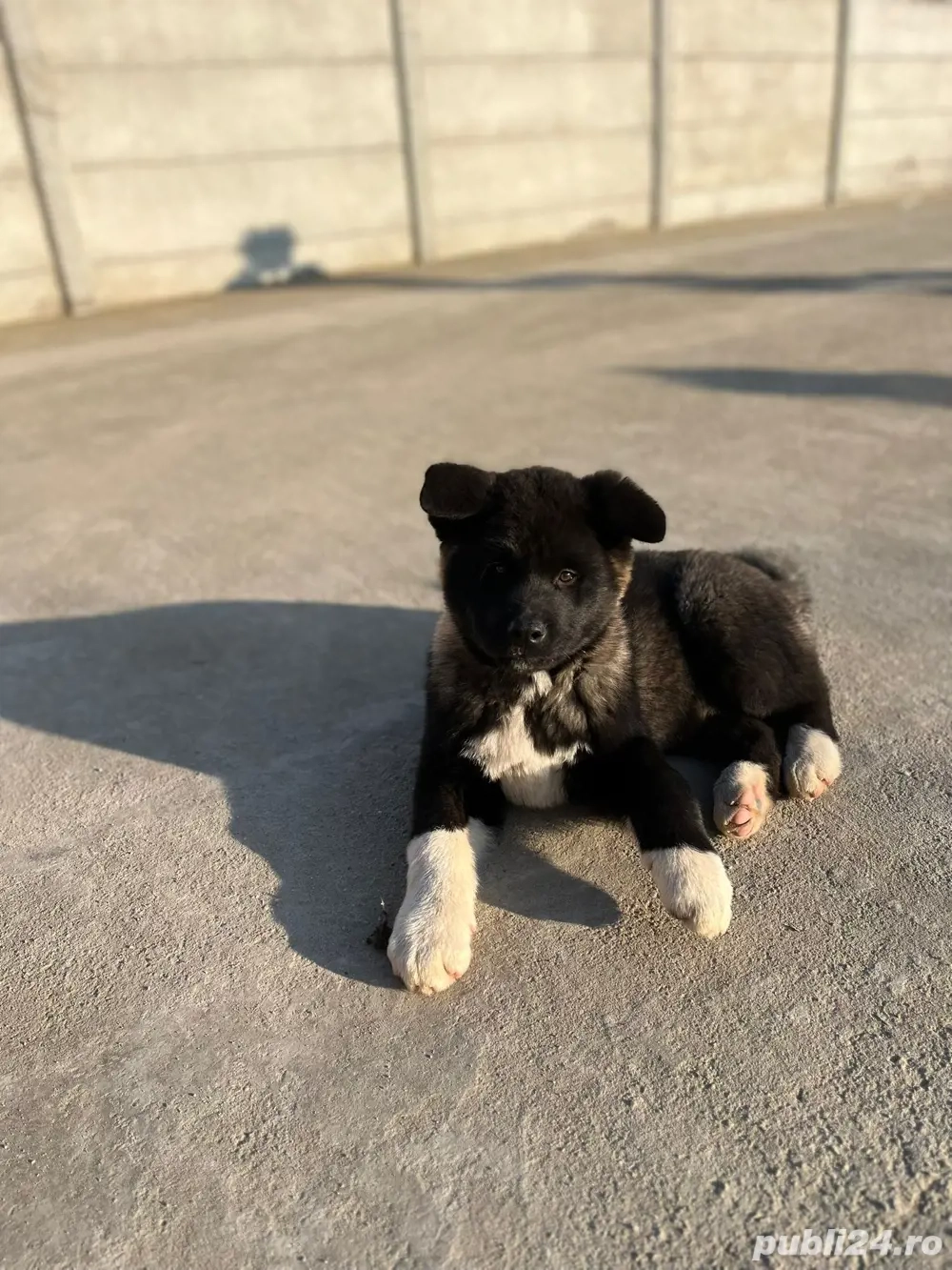 Pui akita american 3 luni, vaccinat si deparazitat