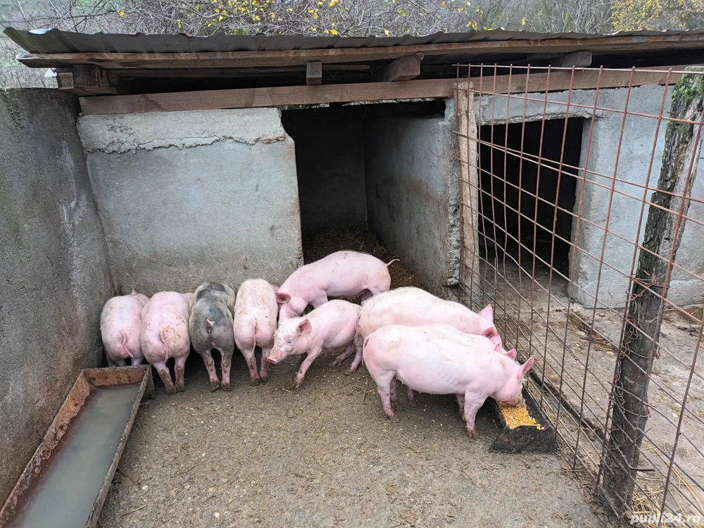 Se vând purcei crescuți bio